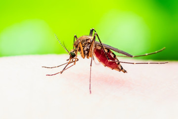 Encephalitis, Yellow Fever, Malaria Disease or Zika Virus Infected Culex Mosquito Parasite Insect Macro on Green Background