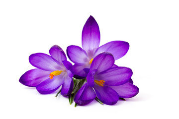 Naklejka na ściany i meble crocus - one of the first spring flowers