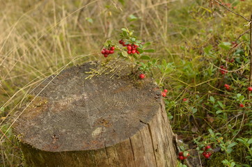 grass and stones