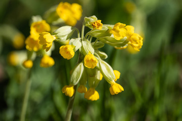 Obraz premium Cowslip Primrose Flowers in Bloom in Springtime