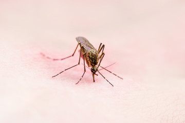 Encephalitis, Yellow Fever, Malaria Disease or Zika Virus Infected Culex Mosquito Parasite Insect on Skin Macro