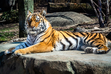 Fototapeta na wymiar Tiger at Zoo