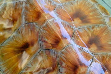 close up sea turtle shell background