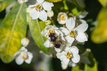 Drone Fly on Mexican Orange Flowers in Springtime