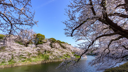 千鳥ヶ淵の桜