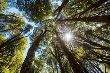 Obraz premium Araucaria