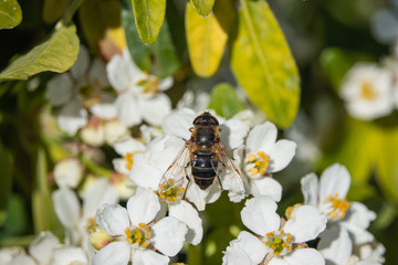 Drone Fly on Mexican Orange Flowers in Springtime