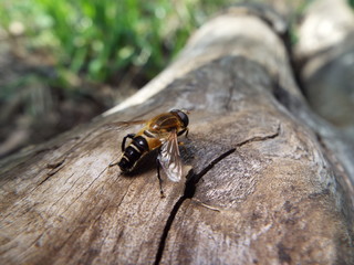 アシブトハナアブ