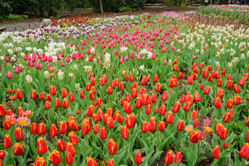 Beautiful tulips blossom with water drops at Descanso Garden