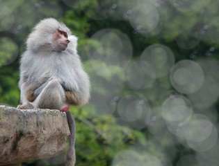 Baboon with bokeh and space to the side 