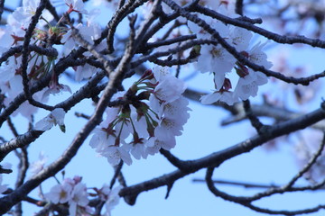 Japanese national flower cherry blossom