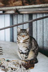 Portrait de chat tigré