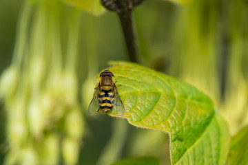 Hoverfly on Leaf in Springtime