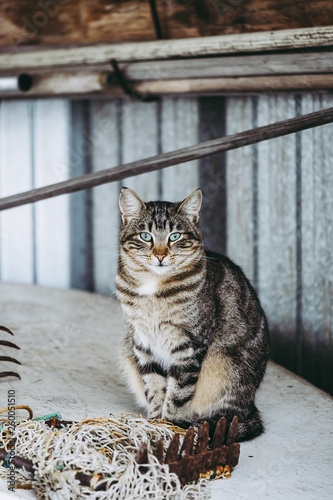 Portrait De Chat Tigré Stock Photo And Royalty Free Images