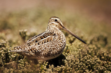 Close up of a south american snipe