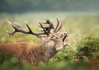 Fototapeta premium Close up of a Red deer stag calling