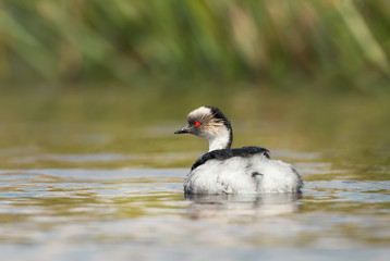 Silvery Grebe swimming in a freshwater lake