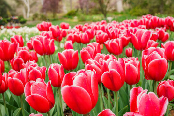 Fototapeta premium Beautiful tulips blossom with water drops at Descanso Garden