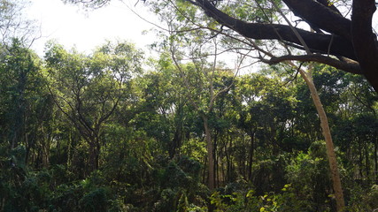 Beautiful sceenery with trees 