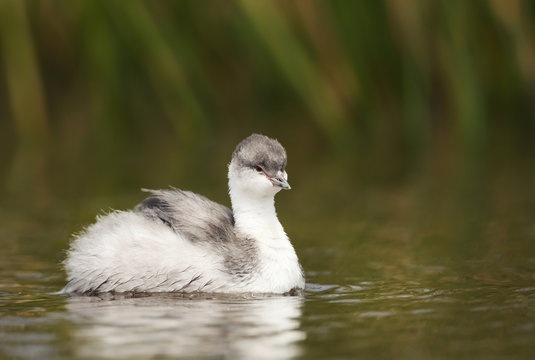 Silvery Grebe chick swimming in a freshwater lake