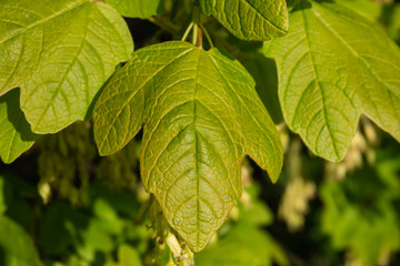 Italian Maple Leaves in Springtime