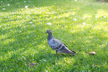 Grey color pigeon at park.
