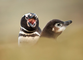 Magellanic penguin shouting at a chick