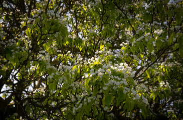 Fototapeta na wymiar Tree Blossom