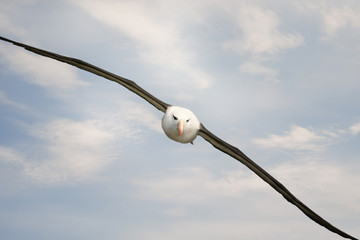 Fototapeta na wymiar Close up of a Black-browed Albatross in flight