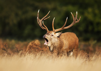 Naklejka na ściany i meble Red deer calling during rutting season in autumn
