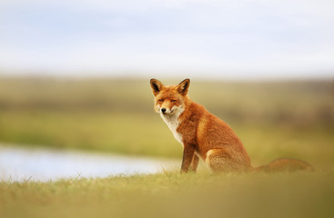 Red fox sitting in grass by a pond