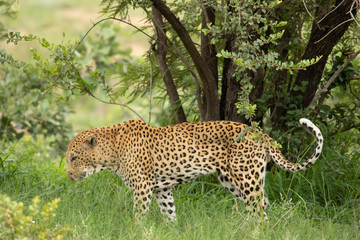 Leopard - Kruger National Park