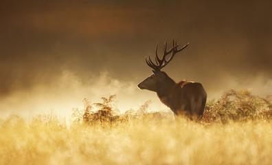 Red deer at sunrise on a misty autumn morning