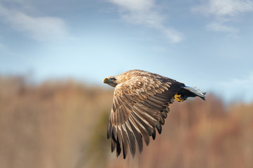 Close up of a White-tailed sea Eagle in flight