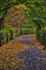 Naklejka premium autumn colours