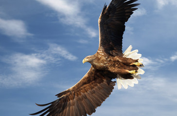Close up of a White-tailed sea eagle in flight