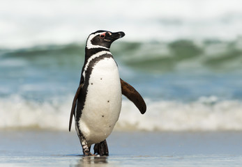 Magellanic penguin coming ashore on a sunny day