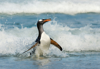 Gentoo penguin coming ashore from stormy waters