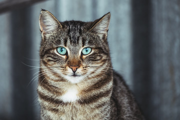 Portrait de chat tigré