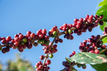 Fresh red coffee berries beans background.arabica coffee berries in organic coffee plantation