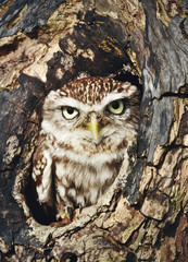 Little owl perched in a tree trunk