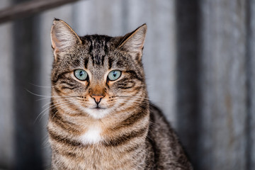 Portrait de chat tigré