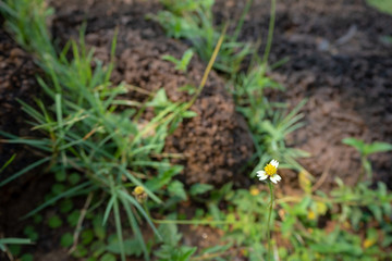 Fototapeta na wymiar Beautiful and cute white daisy flower on blurred grass and stone with sunlight background