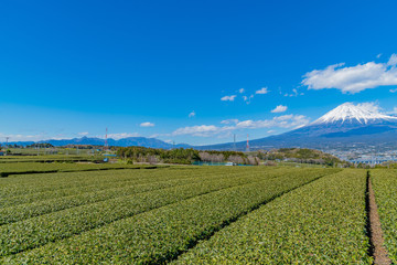 Fototapeta na wymiar 静岡県富士市の茶畑と富士山