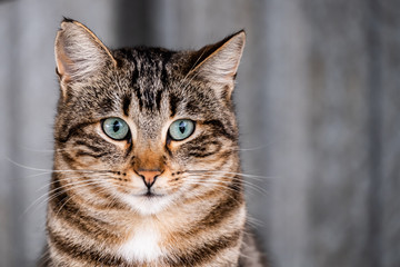 Portrait de chat tigré