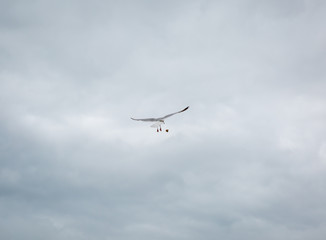 Eine fliegende Möve in Eastbourne England