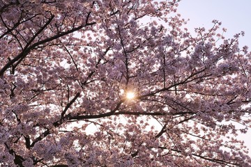 桜　満開　春　日差し　とちぎ