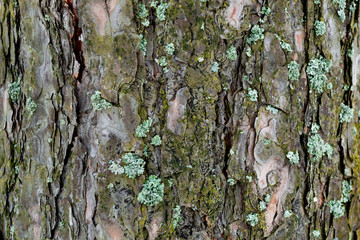 bark tree texture