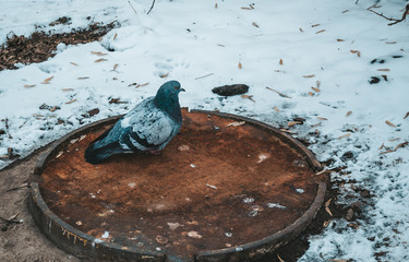 pigeon winter trap
