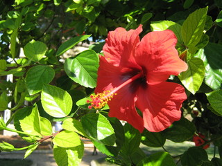 flower sumer daylight